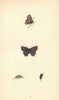 BRITISH BUTTERFLIES. White-W Hairstreak. MORRIS 1865 old antique print picture