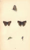 BRITISH BUTTERFLIES. Black Hairstreak. MORRIS 1865 old antique print picture
