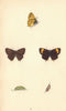 BRITISH BUTTERFLIES. Brown Hairstreak. MORRIS 1865 old antique print picture