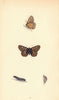 BRITISH BUTTERFLIES. Greasy Fritillary. MORRIS 1865 old antique print picture