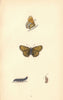 BRITISH BUTTERFLIES. Glanville Fritillary. MORRIS 1865 old antique print