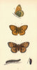 BRITISH BUTTERFLIES. Dark Green Fritillary. MORRIS 1865 old antique print
