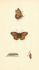 BRITISH BUTTERFLIES. Queen of Spain Fritillary. MORRIS 1865 old antique print