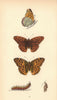 BRITISH BUTTERFLIES. Silver-washed Fritillary. MORRIS 1865 old antique print