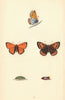 BRITISH BUTTERFLIES. Large Copper. MORRIS 1865 old antique print picture