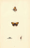 BRITISH BUTTERFLIES. Small Copper. MORRIS 1865 old antique print picture