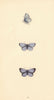 BRITISH BUTTERFLIES. Holly Blue. MORRIS 1865 old antique vintage print picture