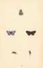BRITISH BUTTERFLIES. Silver-studded Blue. MORRIS 1865 old antique print