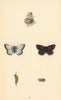 BRITISH BUTTERFLIES. Chalk Hill Blue. MORRIS 1865 old antique print picture