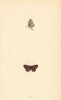 BRITISH BUTTERFLIES. Brown Argus Blue. MORRIS 1865 old antique print picture