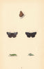 BRITISH BUTTERFLIES. Dingy Skipper. MORRIS 1865 old antique print picture