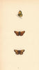 BRITISH BUTTERFLIES. Large Skipper. MORRIS 1865 old antique print picture