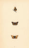 BRITISH BUTTERFLIES. Lulworth Skipper. MORRIS 1865 old antique print picture