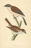 Red-Backed Shrike. Morris's British Birds. Antique colour print 1868 old