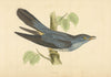 Cuckoo. Morris's British Birds. Antique colour print 1868 old