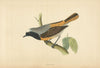 Redstart. Morris's British Birds. Antique colour print 1868 old