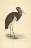 Black Stork. Morris's British Birds. Antique colour print 1868 old