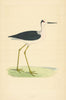 Stilt. Morris's British Birds. Antique colour print 1868 old