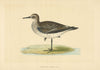 Schinz's Sandpiper. Morris's British Birds. Antique colour print 1868