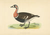 Red-breasted Goose. Morris's British Birds. Antique colour print 1868