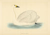 Bewick's Swan. Morris's British Birds. Antique colour print 1868 old