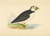 Puffin. Morris's British Birds. Antique colour print 1868 old