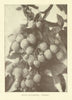 White Blackberry, 