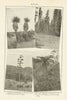 West Texas vegetation. Samuela Agave. Oregon Yellow Pine Forest 1907 old print