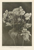 Calceolaria (Fisherman's Basket). Flowers 1907 old antique print picture