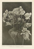 Calceolaria (Fisherman's Basket). Flowers 1907 old antique print picture