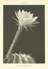 CACTUS Flower of the Hedgehog Cactus. Plants 1907 old antique print picture