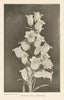 Canterbury Bells (Campanula). Kent 1907 old antique vintage print picture
