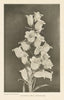 Canterbury Bells (Campanula). Kent 1907 old antique vintage print picture