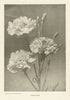 Carnation. Flowers 1907 old antique vintage print picture