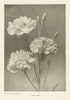 Carnation. Flowers 1907 old antique vintage print picture