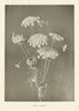 Wild Carrot. Flowers 1907 old antique vintage print picture
