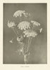 Wild Carrot. Flowers 1907 old antique vintage print picture