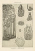 Cordaitales. Plants 1907 old antique vintage print picture