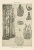 Cordaitales. Plants 1907 old antique vintage print picture