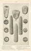 CORN. Wedge-shaped Square Round kernel. butt of ear Cylindrical ear tip 1907
