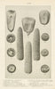 CORN. Wedge-shaped Square Round kernel. butt of ear Cylindrical ear tip 1907