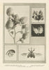 Uninjured cotton bolls. weevil larva & adult 1907 old antique print picture