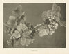 Currants. Fruit 1907 old antique vintage print picture