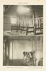 DAIRY STABLES. Stalls in a Modern Sanitary Cow Stable 1907 old antique print