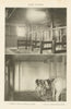 DAIRY STABLES. Stalls in a Modern Sanitary Cow Stable 1907 old antique print