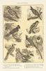JAYS European Mexican Long-crest Canada Blue-cap American Spanish Red-bill 1907