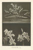 1. Lilies of the Valley. 2. Golden-Banded Lily of Japan 1907 antique print