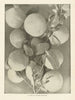 A Typical Peach Branch. Fruit 1907 old antique vintage print picture