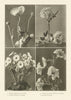 Poppy Papaver sonnifer Peony Preonia arborea Primrose Italian Petunia 1907