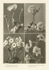 Poppy Papaver sonnifer Peony Preonia arborea Primrose Italian Petunia 1907